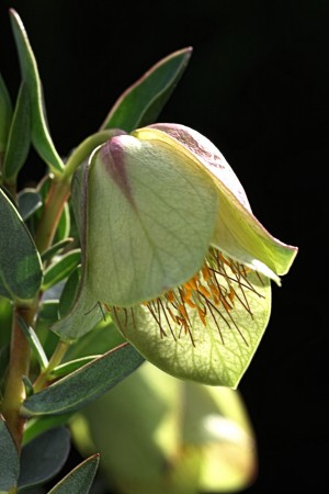 Glow Of Qualup Bell Flower